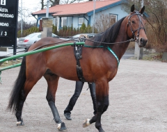 Maharajah på Solvalla i mars som treåring och redan här har han den där självsäkra blicken. Foto; Annika Lindblom/Travkompaniet